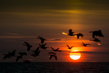 geese in flight at sunset 