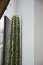tall cactus plant 