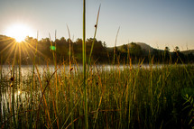 tall reeds along a lake shore 