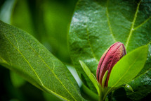 azalea flower bud