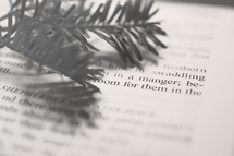 pine needles on the pages of a Bible 