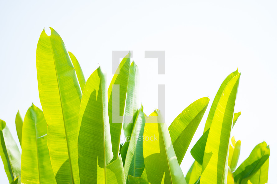 tropical green leaves background and pattern on white background