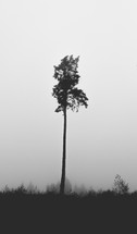 tall tree 