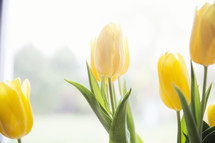 blooming yellow tulips.