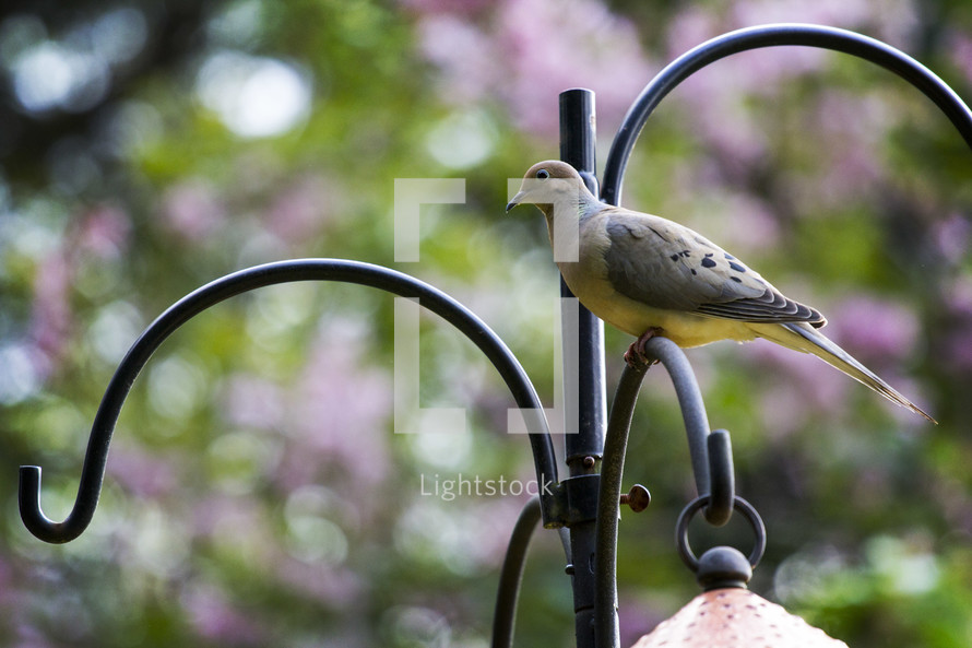 dove at a bird feeder