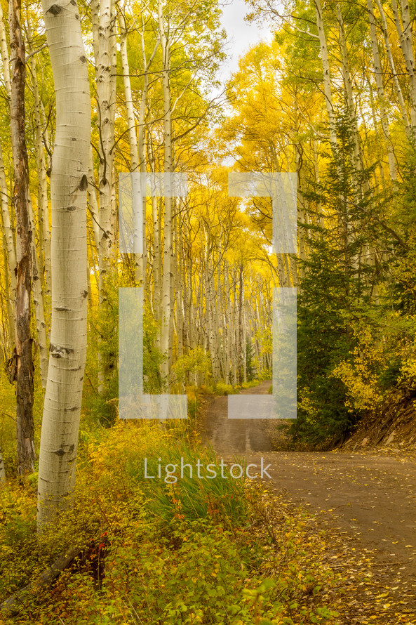country road through a yellow fall forest 