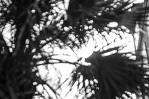 palm tree fronds
