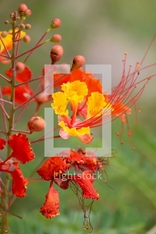 Red Mexican Bird of Paradise flowers 