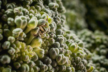 broccoli closeup 