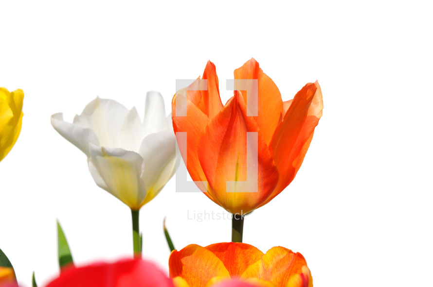 tulips against a white background 