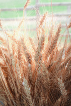 sunlight on wheat 
