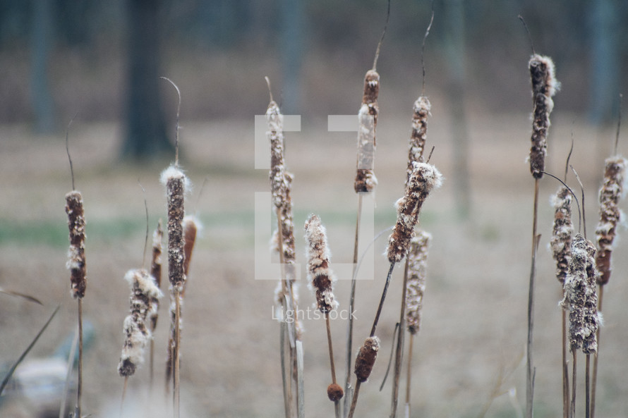 Field of tattered cattails.