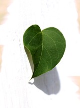 green leaf on a white background 
heart shaped leaf
