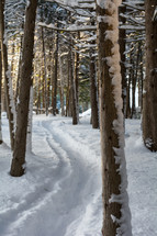 a path in the snow through a forest 