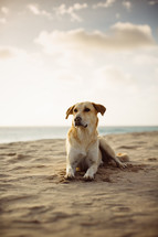 a dog resting in the sand 