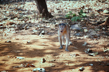 Wild monkey in the jungle of India