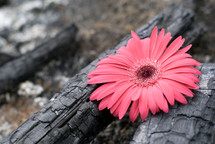 pink flower on burnt wood - contrast 