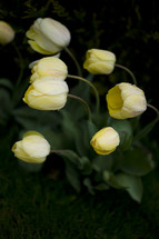 yellow tulips 