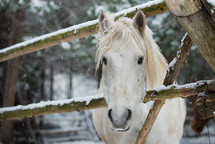a horse in the snow 