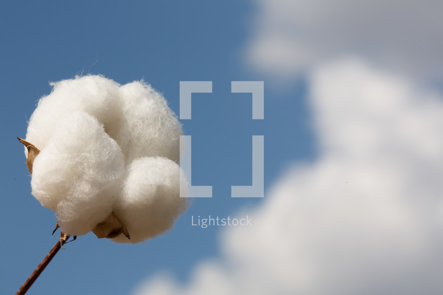 cotton crop 