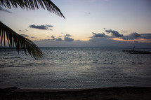palm tree on a beach at dusk 