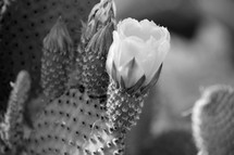 cactus flowers 