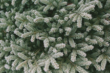 Christmas pine 