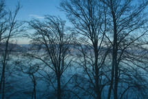 winter trees on a lake shore 