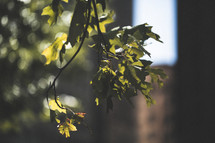 sunlight on leaves on a tree 