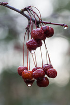 wet red berries 