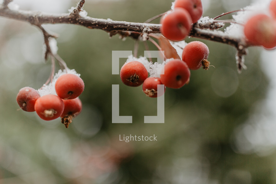 berries with snow on branches with green bokeh background