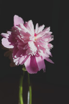 pink and white flowers in a vase on a black background 