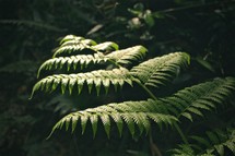 sunlight on a fern in a forest 