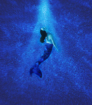 mermaid underwater 