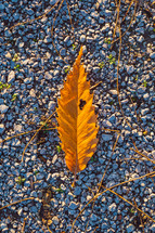 brown leaf on gravel 