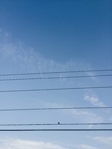 power line in a blue sky