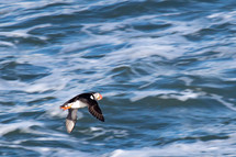 puffin bird in flight 