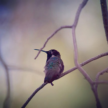 juvenile Costa's hummingbird on a branch 
