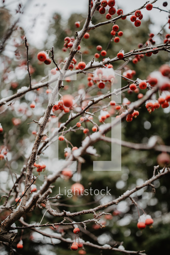 branches with snow and berries