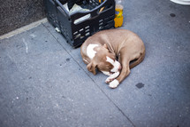 Dog sleeping on a sidewalk by a plastic crate.