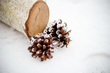 log and two pine cones on a white background