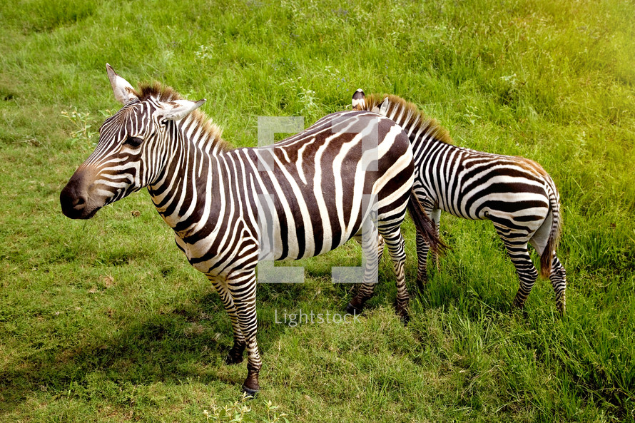 zebras in a field 
