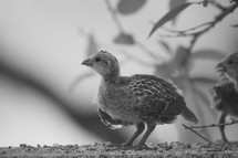 a baby quail chick 