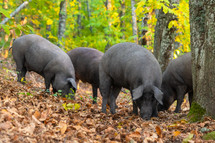 iberican pigs