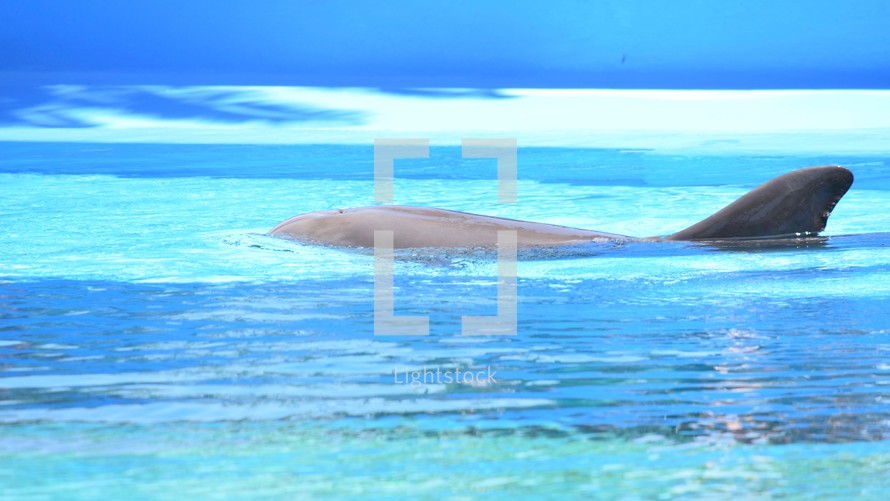 a dolphin dorsal fin above the water 