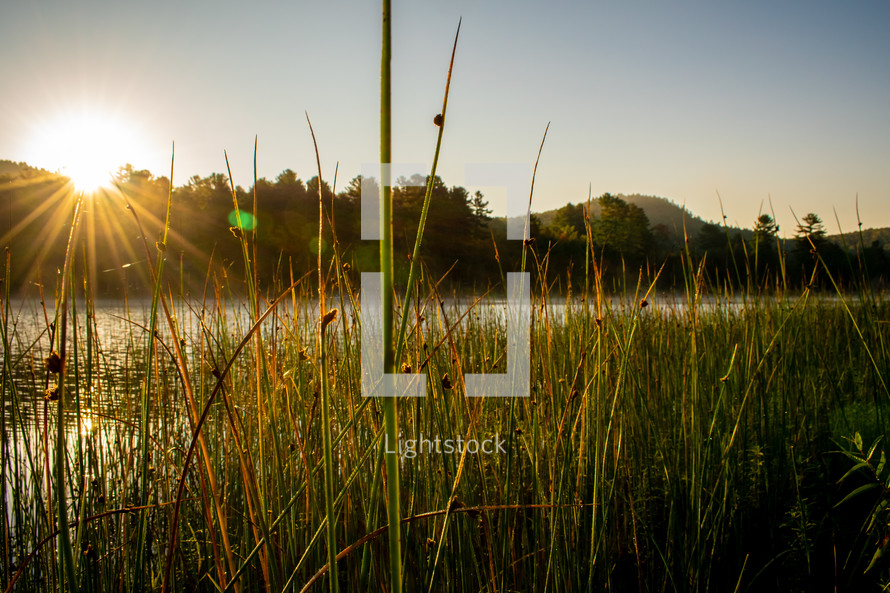tall reeds along a lake shore 