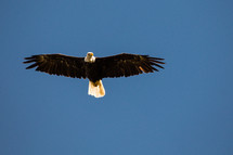a bald eagle in flight 