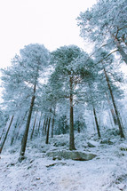 trees in a winter forest 