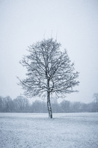 isolated tree in a field - winter 