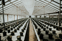 seedlings in a greenhouse 